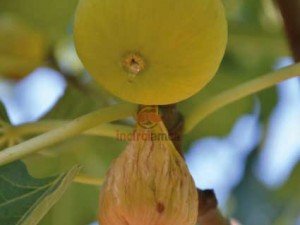 Neden Doğal Beslenmeliyiz ? Neden Doğal Beslenmeliyiz ?