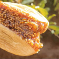 Kuru İncir Extra Boy 1 Kg (Yeni Mahsül)