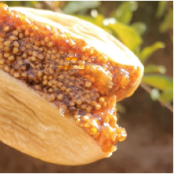 Kuru İncir Extra Boy 1 Kg (Yeni Mahsül)